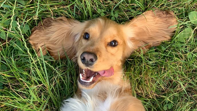Hund auf Rasen