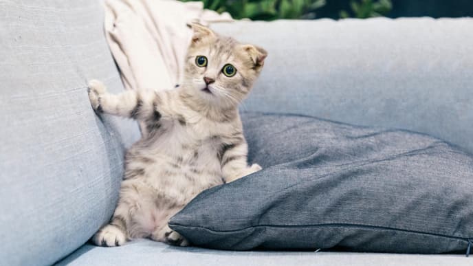 Katze schockiert