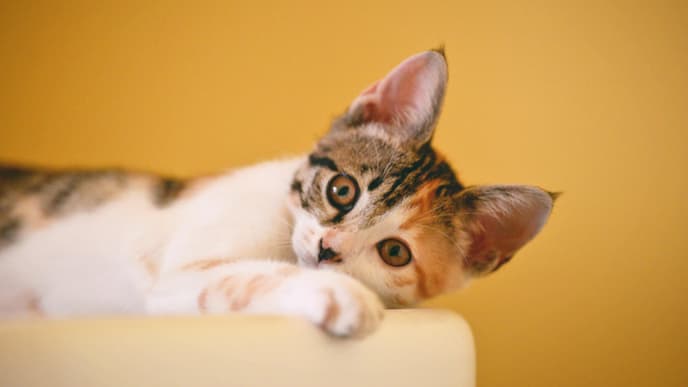 Katzennamen weiblich Ideen