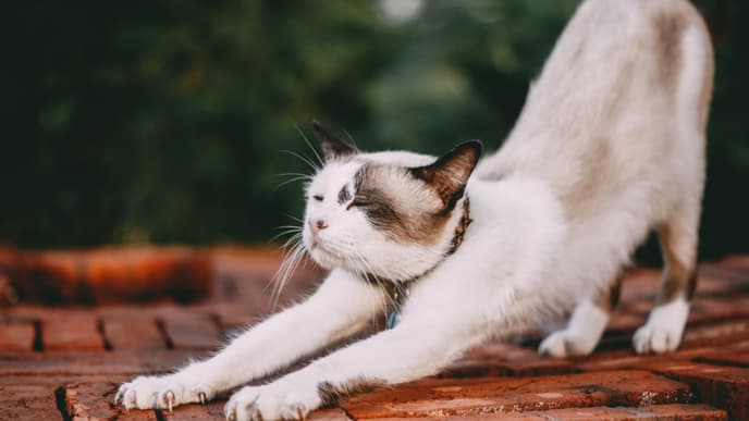 Katzennamen männlich Ideen