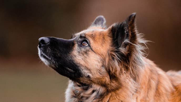 Schäferhund