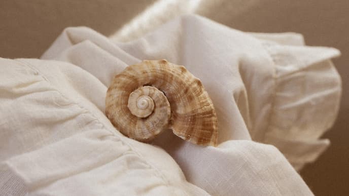 Muschel auf Decke