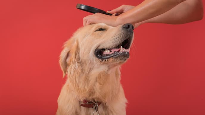 Hund wird nach Zecken abgesucht