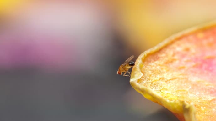Fruchtfliege auf Obst