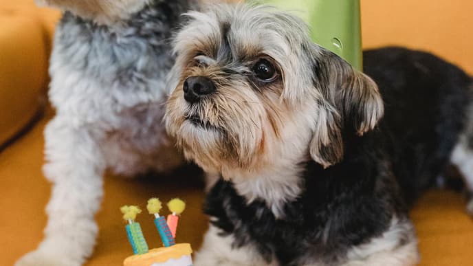 Hunde feiern Geburtstag