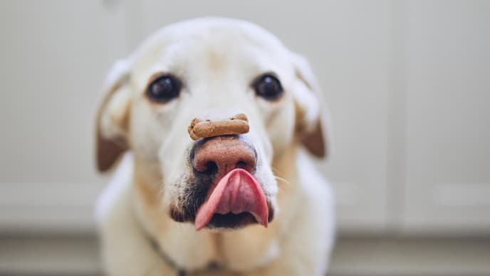 Hund mit Leckerli