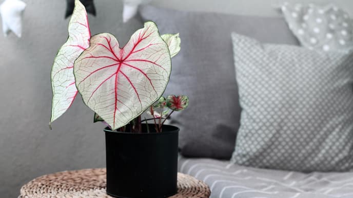 Caladium Pflanze