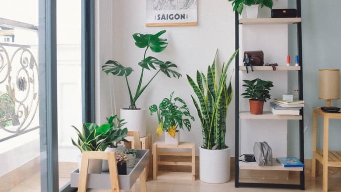 Pflanzen Wohnzimmer