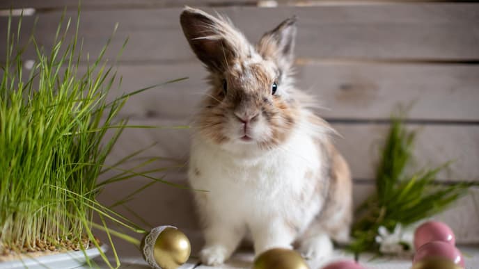 Osterhase