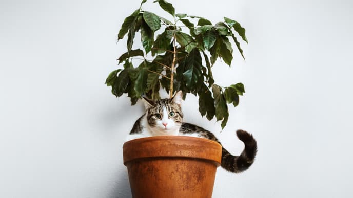 Katze im Blumentopf