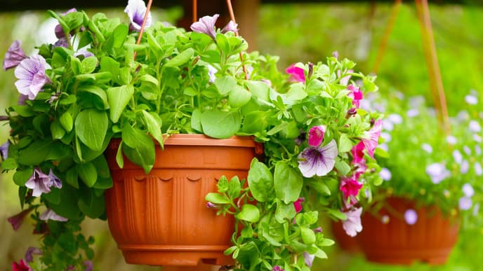 Blühende Blumen