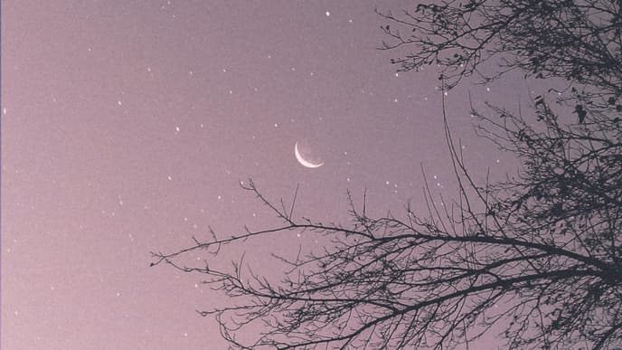 Mond am Himmel zwischen Bäumen
