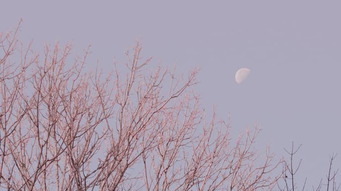 Mond am pastellfarbenen Himmel über einem kahlen Baum