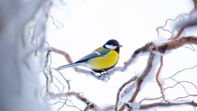 Vogel sitzt auf verschneitem Ast
