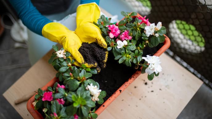 Frau pflanzt Blumen in einen Balkonkasten