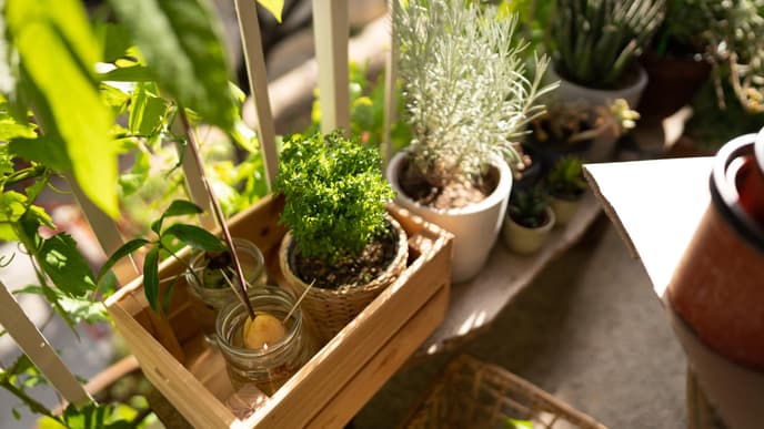 Kräutergarten Balkon