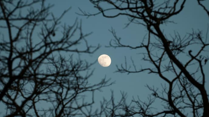 Mond am blauen Himmel mit kahlen Bäumen