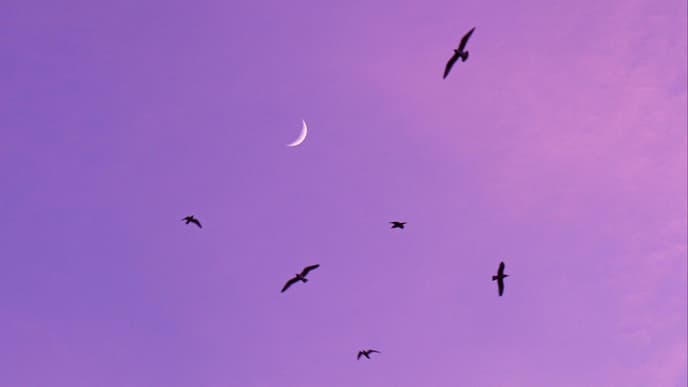 Halbmond und Vögel am rosafarbenen Himmel