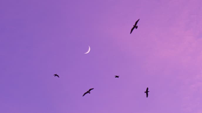 Sichelmond an lila Abendhimmel