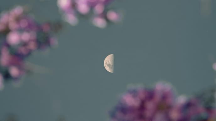 Mond hinter Ästen mit Blüten
