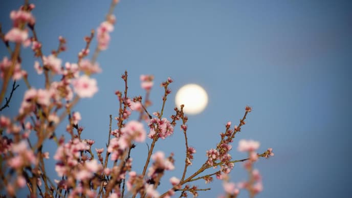 Blühende Zweige vor Mond