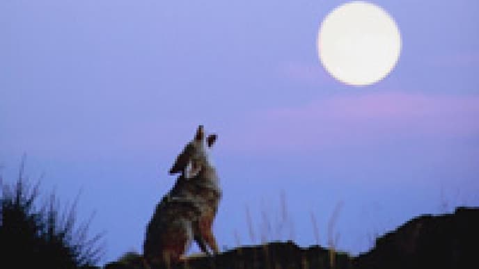 Vollmond und was er mit uns macht