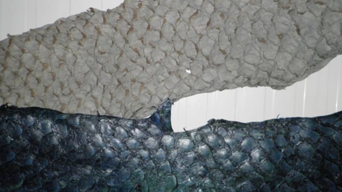 barramundi-leder-480x300-1915004.jpg