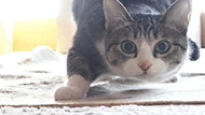 Die besten GIFs