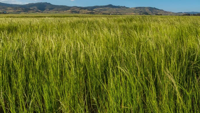 Teff-Landschaft