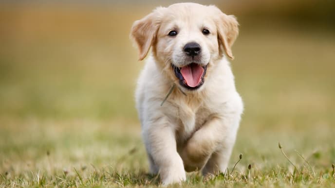 Tierfreundschaft Hunde Geparde