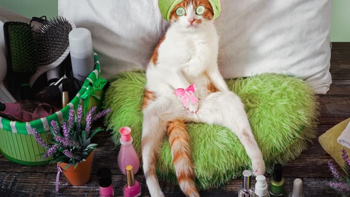 PET-iküre