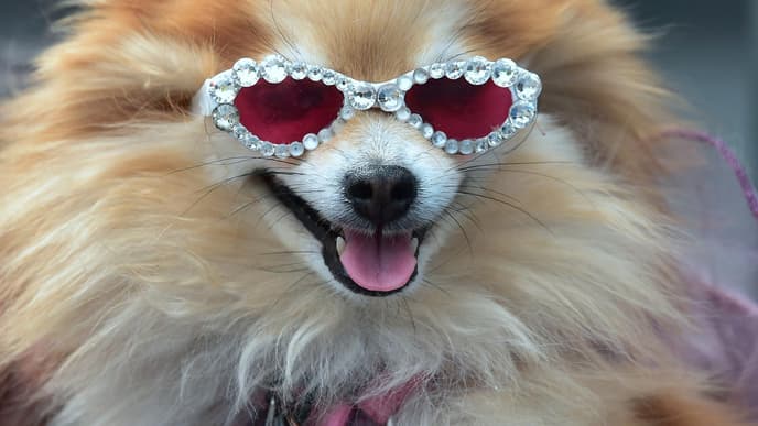 Pepper the Pomeranian