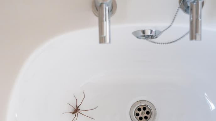 Diese Blume Lavendel vertreibt Spinnen aus eurer Wohnung