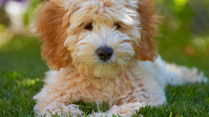 Labradoodle