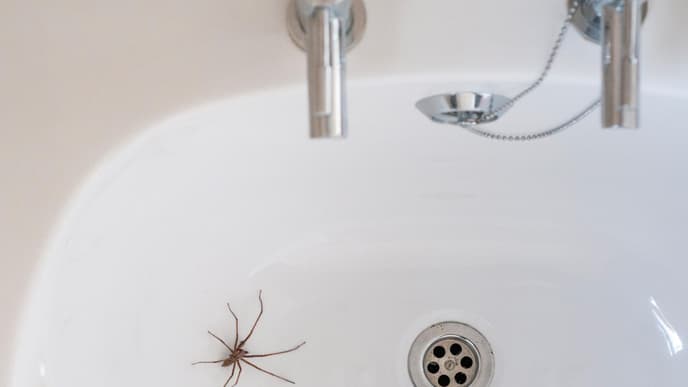 spinne