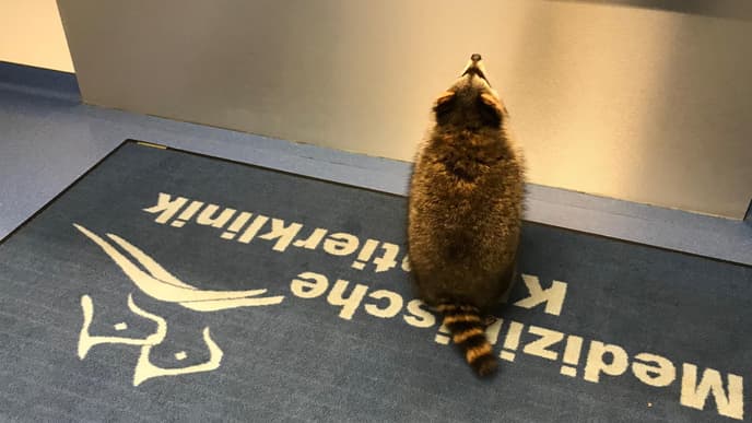 Waschbär Jacky neu neu