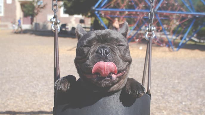 hund