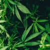 CBD Öl