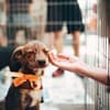 Hunde in einem Hundegitter