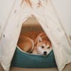 Hund im Bett