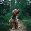 Corona bei Hunden