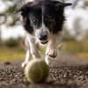 Hund mit Ball 