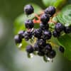 Aronia