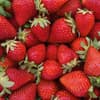 Frische, rote Erdbeeren 
