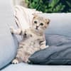 Katze schockiert