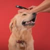 Hund wird nach Zecken abgesucht