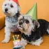 Hunde feiern Geburtstag
