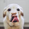 Hund mit Leckerli