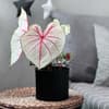 Caladium Pflanze