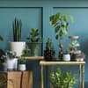 Greenterior Wohntrend